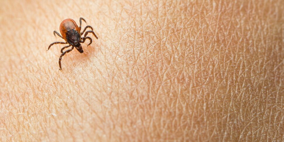 Maladie de Lyme : il est question d’une pandémie