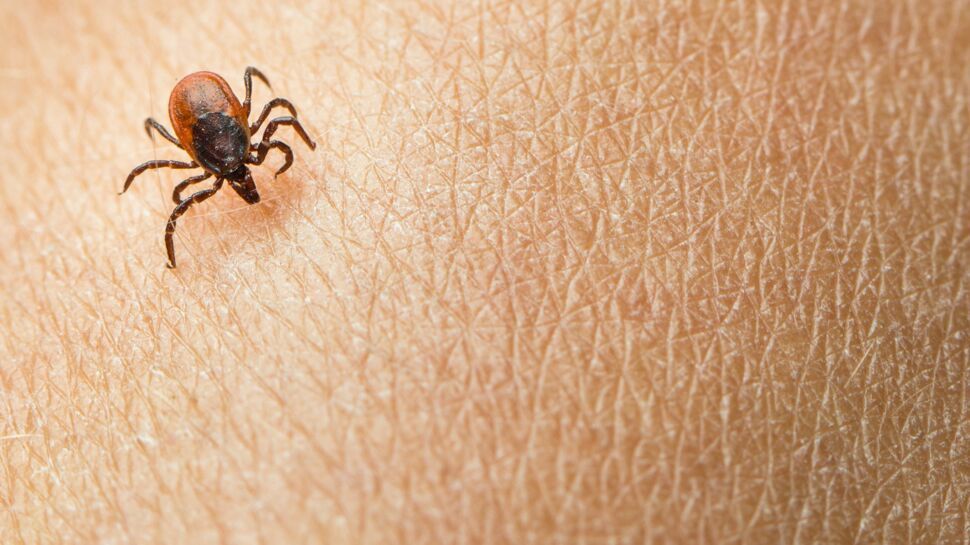 Maladie de Lyme : il est question d’une pandémie