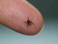 Maladie de Lyme : pour les médecins, « il y a urgence »