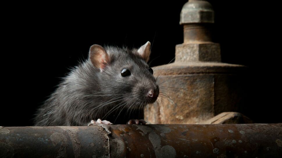 Leptospirose : ce que l'on sait sur la "maladie des rats", en pleine expansion