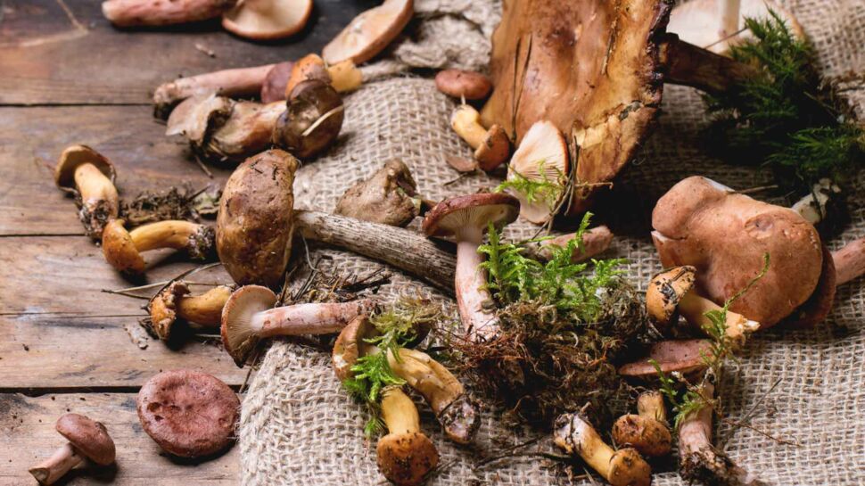 Manger des champignons préviendrait la maladie d'Alzheimer