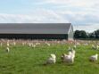 Grippe aviaire : dérogation exceptionnelle pour les volailles “Label rouge” et de “plein air”