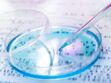 Des chercheurs ont réussi à modifier l’ADN d’embryons humains