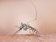 Moustiques : pourquoi ils préfèrent certaines peaux