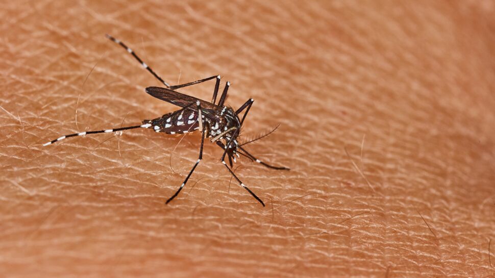 Des moustiques porteurs d'une bactérie pour limiter la propagation de Zika