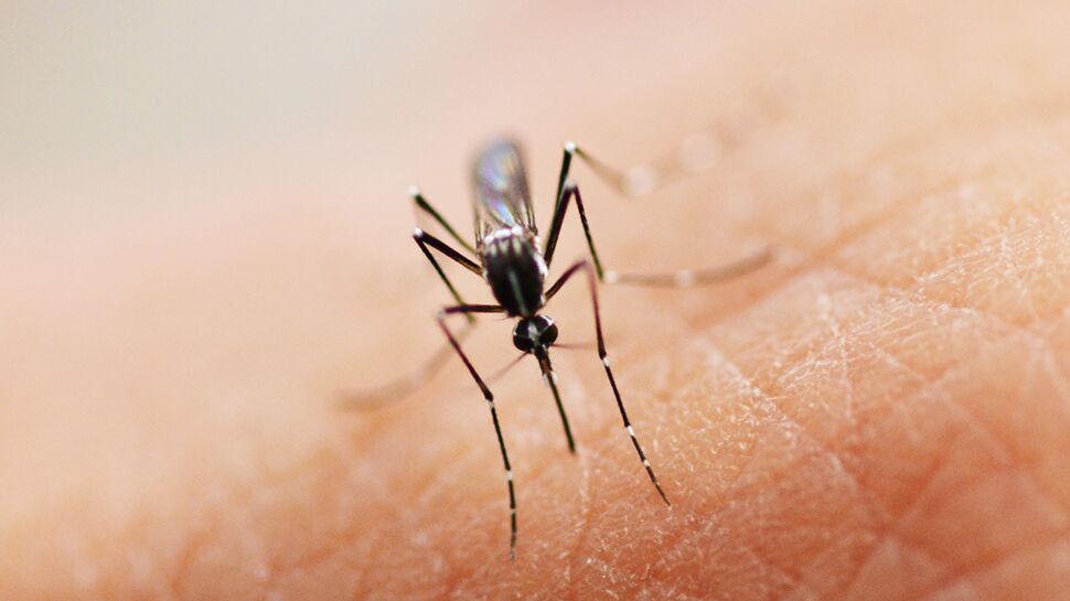 Des moustiques transgéniques pour éradiquer le virus Zika