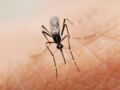 Des moustiques transgéniques pour éradiquer le virus Zika