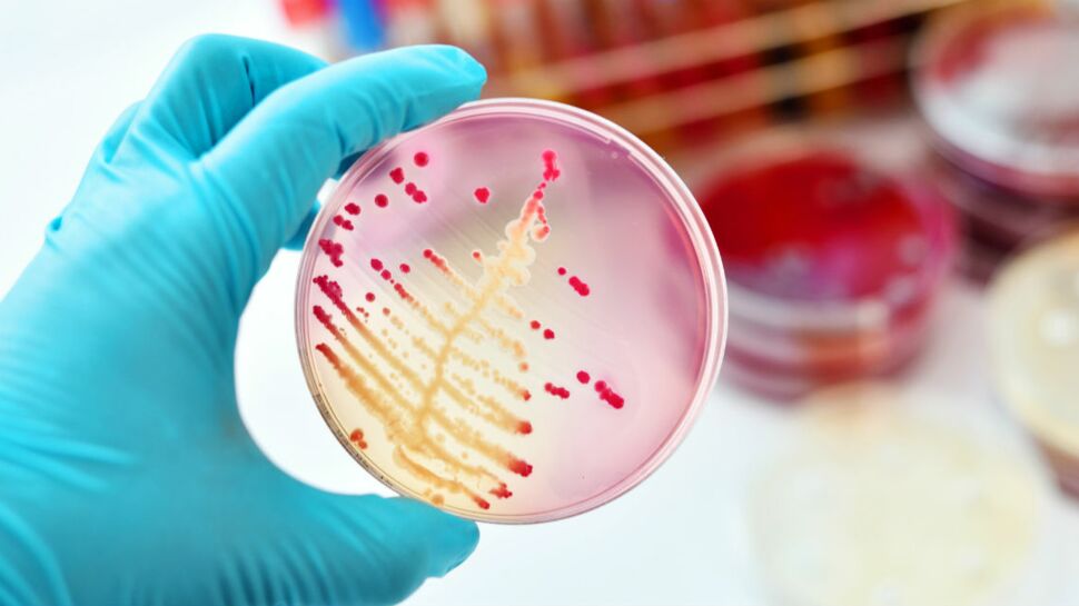 Un nouvel antibiotique ultra-efficace pour lutter contre les bactéries les plus résistantes