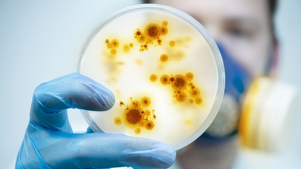 Helicobacter pylori : 5 choses à savoir sur cette bactérie responsable des ulcères