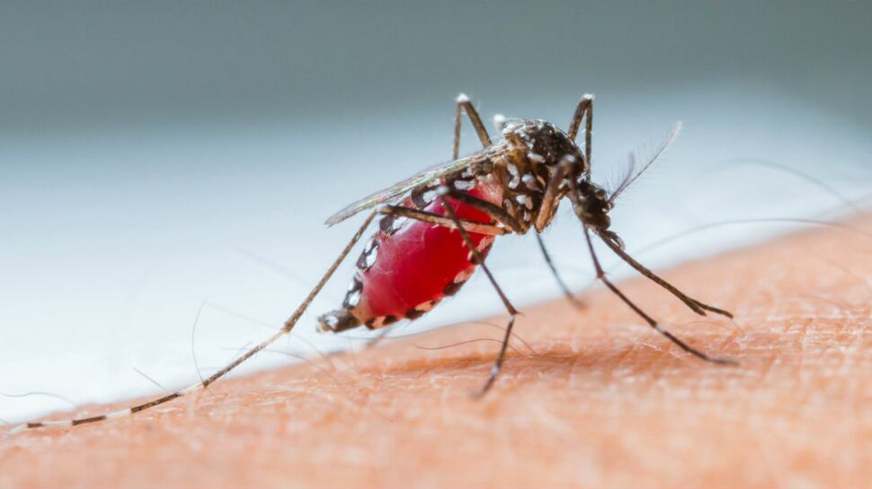 Paludisme : Un nouveau vaccin testé sur des enfants