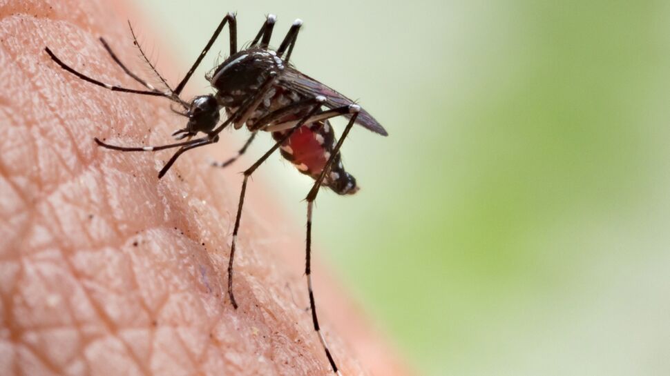 Peur des piqûres : bientôt de nouvelles seringues indolores inspirées des moustiques