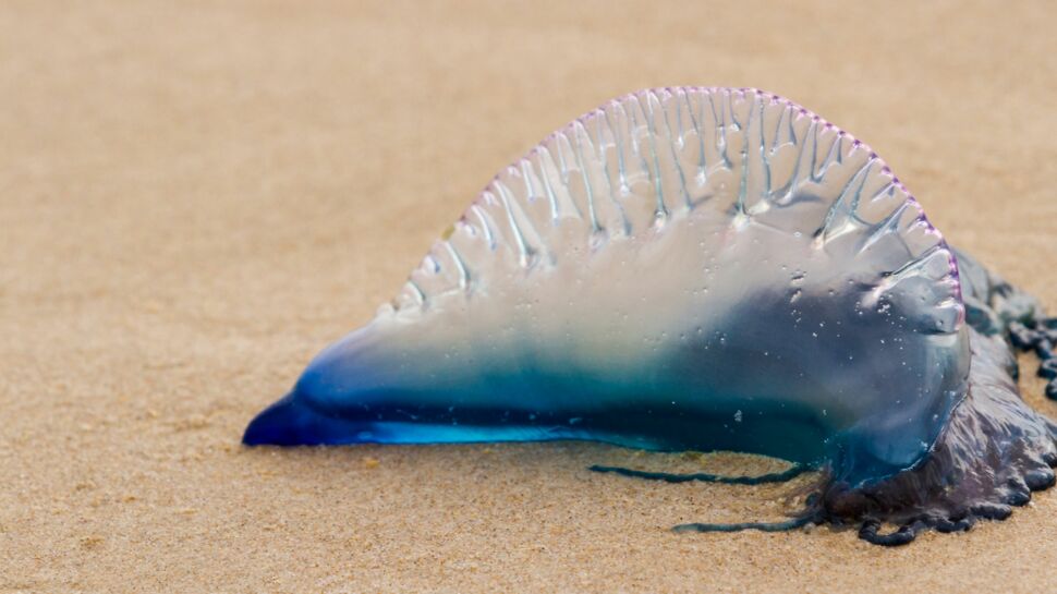 Sur les plages bretonnes, attention aux physalis, de dangereuses « fausses » méduses