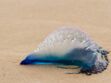 Sur les plages bretonnes, attention aux physalis, de dangereuses « fausses » méduses