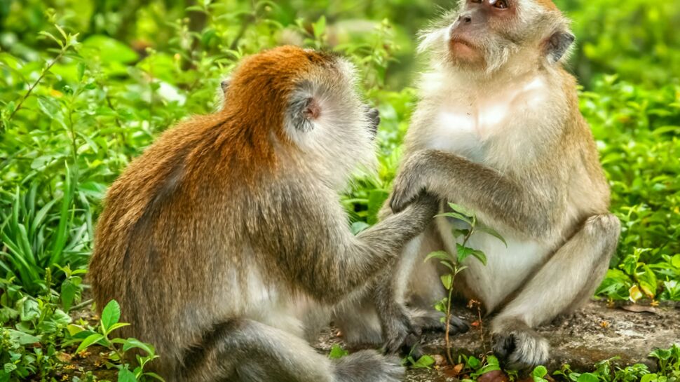 Plus de 150 macaques porteurs d'un virus mortel pour l'homme abattus
