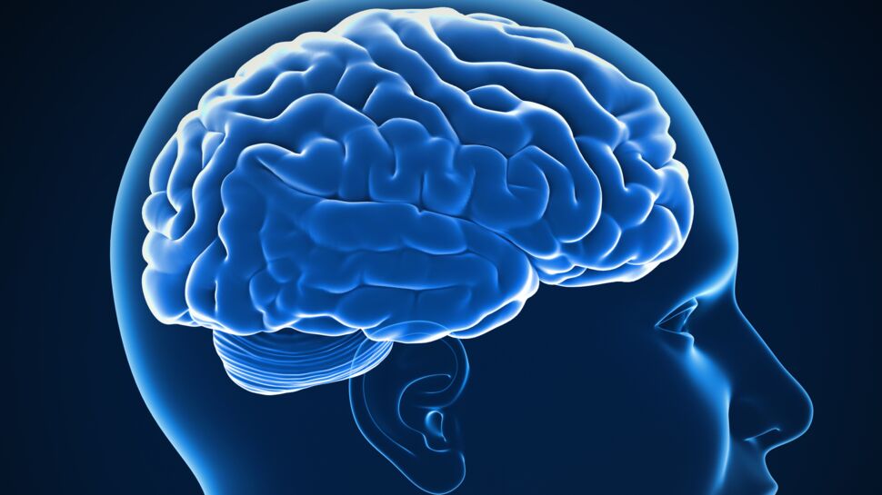 Découvrez pourquoi le cerveau humain est de plus en plus en gros