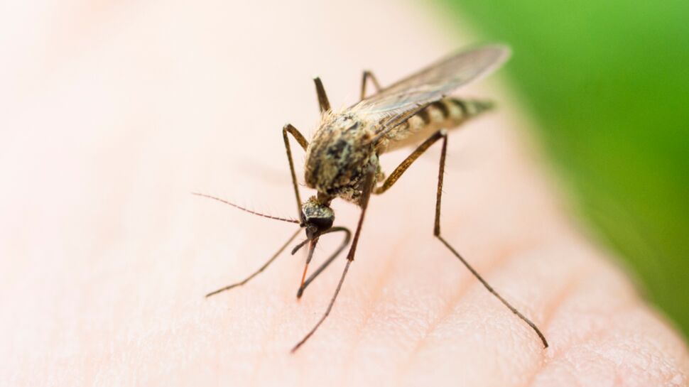 Prolifération inhabituelle de moustiques en France
