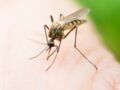 Prolifération inhabituelle de moustiques en France