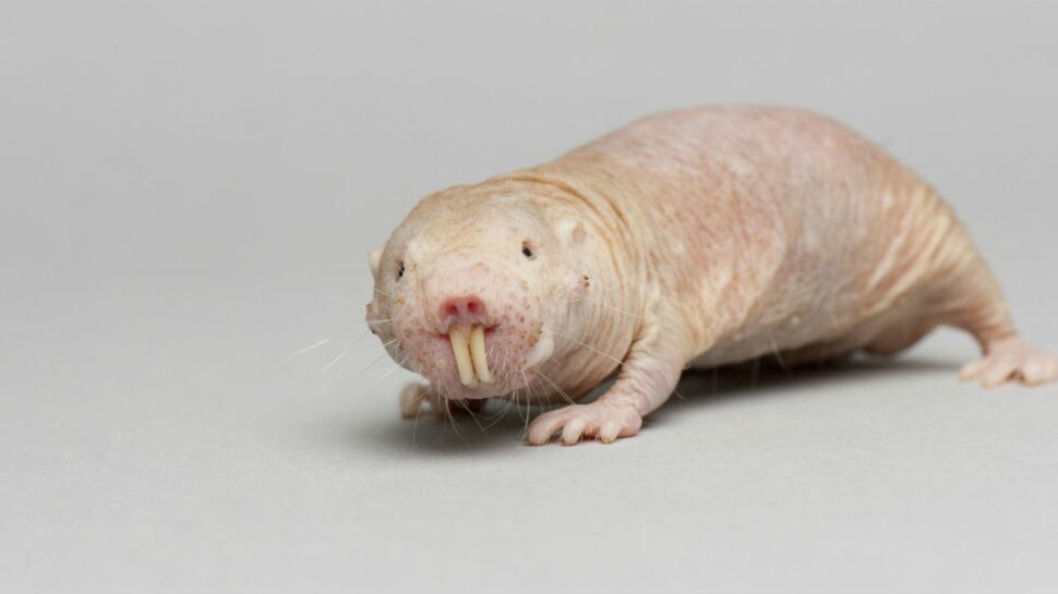 Rat-taupe nu : cet étrange petit animal détient peut-être le secret de la jeunesse éternelle