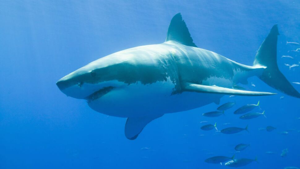 États-Unis : une attaque de requin lui révèle son cancer