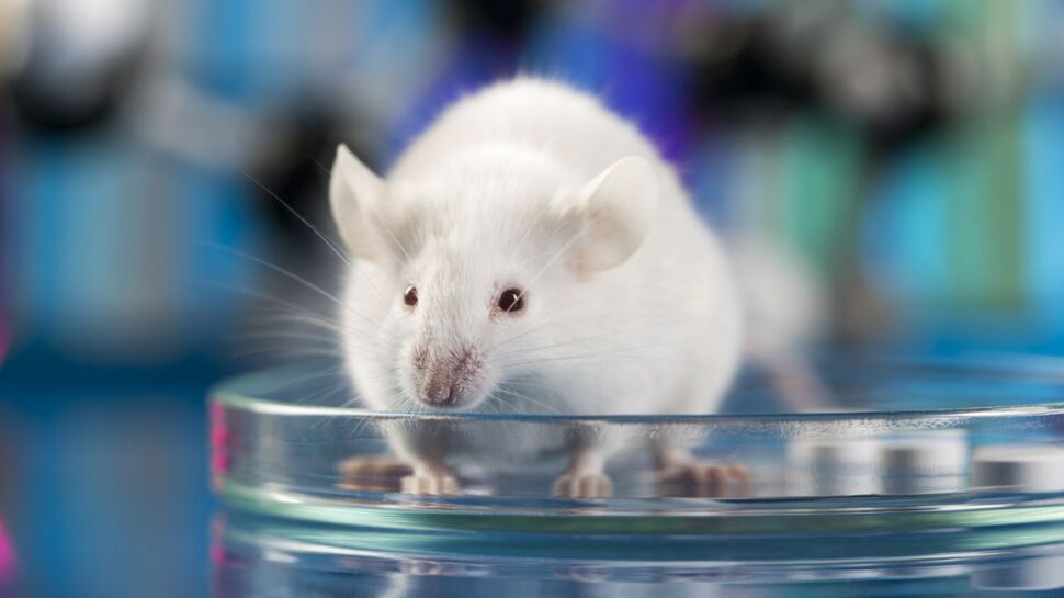 Sida : des souris guéries grâce à des "ciseaux à ADN"