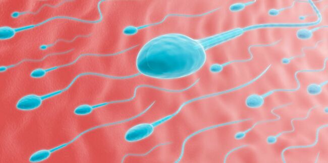 Le surpoids influencerait le nombre de spermatozoïdes