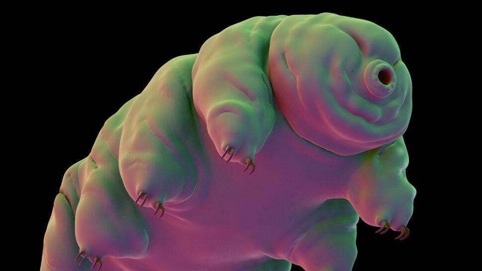 Rayons X : le tardigrade livre ses secrets de résistance