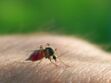 Usutu : quel est ce nouveau virus transmis en France par les moustiques ?