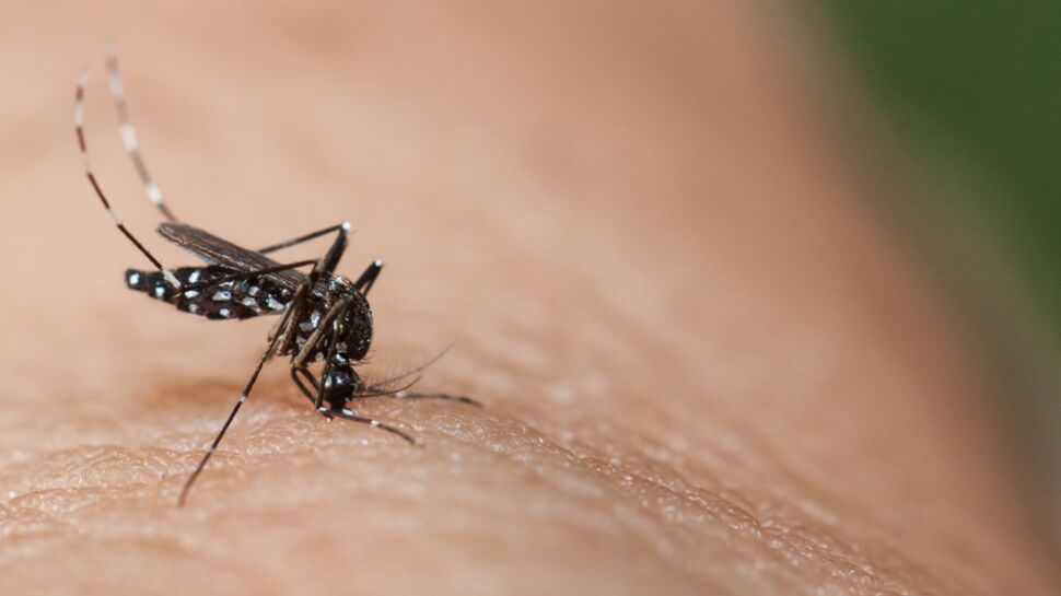 Le premier vaccin contre la dengue autorisé au Mexique