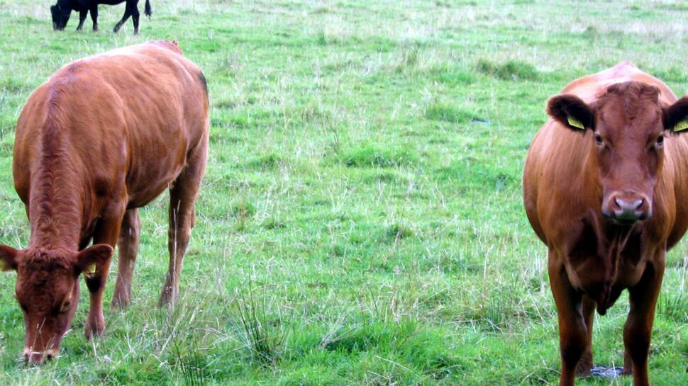 Vache folle : un cas confirmé dans les Ardennes