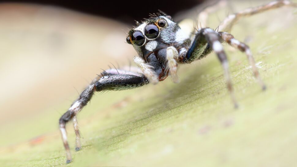 Le venin d’araignée pourrait limiter les séquelles après un AVC