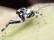 Le venin d’araignée pourrait limiter les séquelles après un AVC