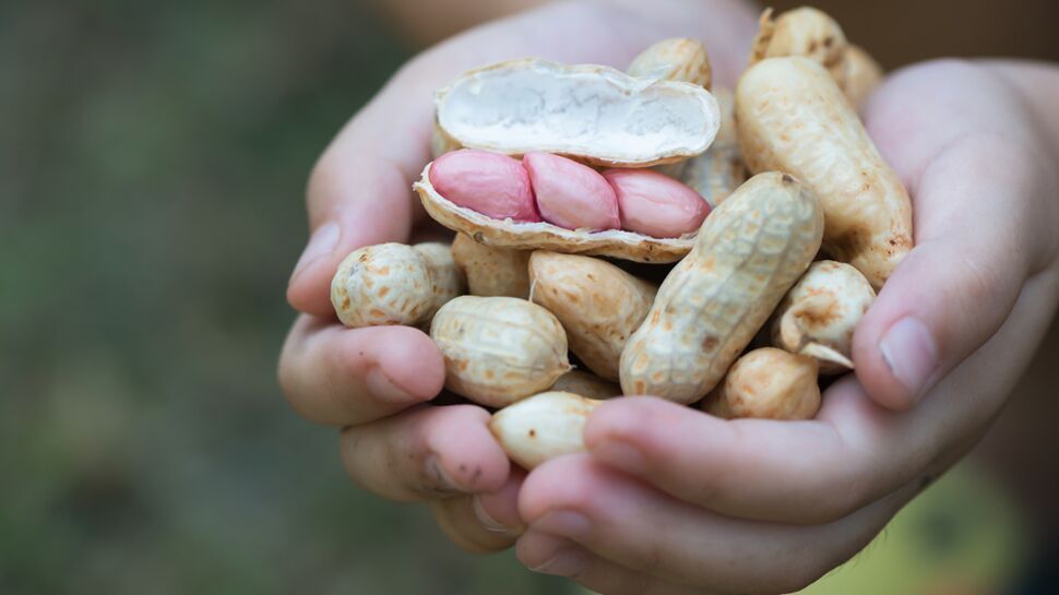 Vers un nouveau traitement contre les allergies à l'arachide ?