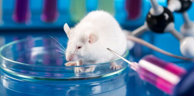 Une vidéo dénonce la détresse des souris de laboratoire rendues aveugles et vidées de leur sang