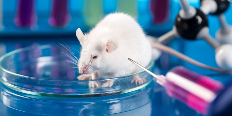 Une vidéo dénonce la détresse des souris de laboratoire rendues aveugles et vidées de leur sang