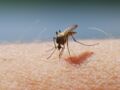 Un virus rare, transmis par les moustiques, vient d’être réintroduit en France