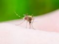 Le virus Zika altère la qualité du sperme sur le long terme