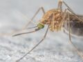 Zika : le virus s'attaquerait aussi au cerveau des adultes