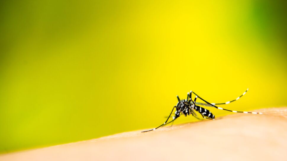 Virus Zika : épidémie déclarée en Martinique et en Guyane