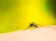 Virus Zika : épidémie déclarée en Martinique et en Guyane
