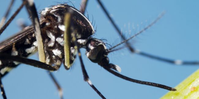 Virus Zika : la France lance son plan d’action contre le moustique tigre