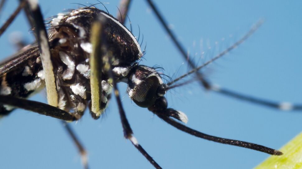 Virus Zika : la France lance son plan d’action contre le moustique tigre