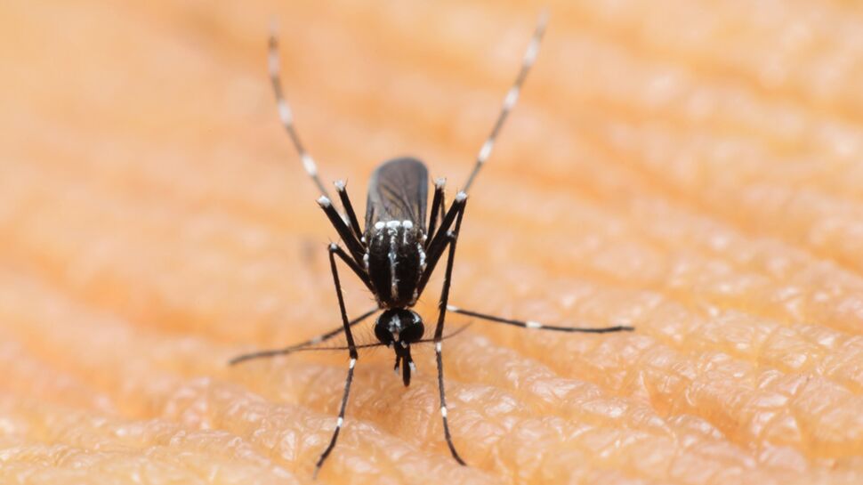Virus Zika : Marisol Touraine met en garde les femmes enceintes