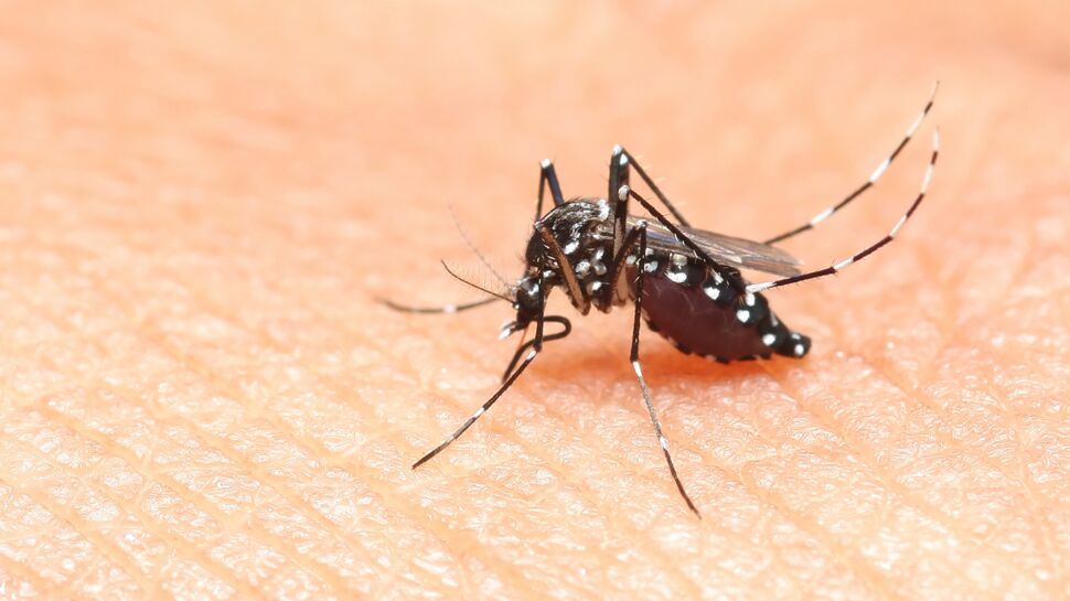 Virus Zika : premiers cas en Guyane et en Martinique