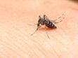 Virus Zika : premiers cas en Guyane et en Martinique