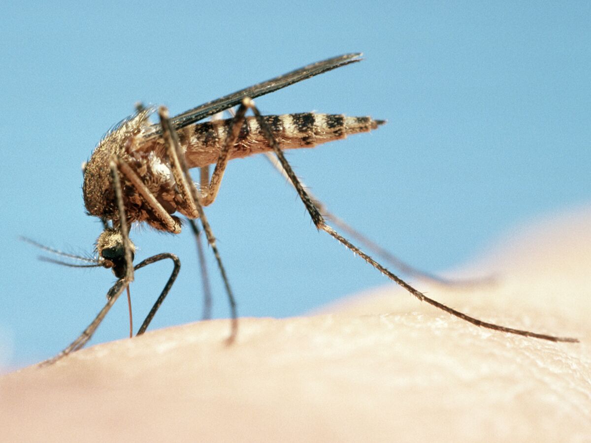 Zika Naissance D Un Bebe Atteint De Microcephalie En Espagne Femme Actuelle Le Mag