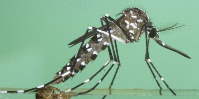 Zika : premiers cas de virus en Europe