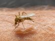 Zika : le virus endommagerait aussi le cerveau des adultes