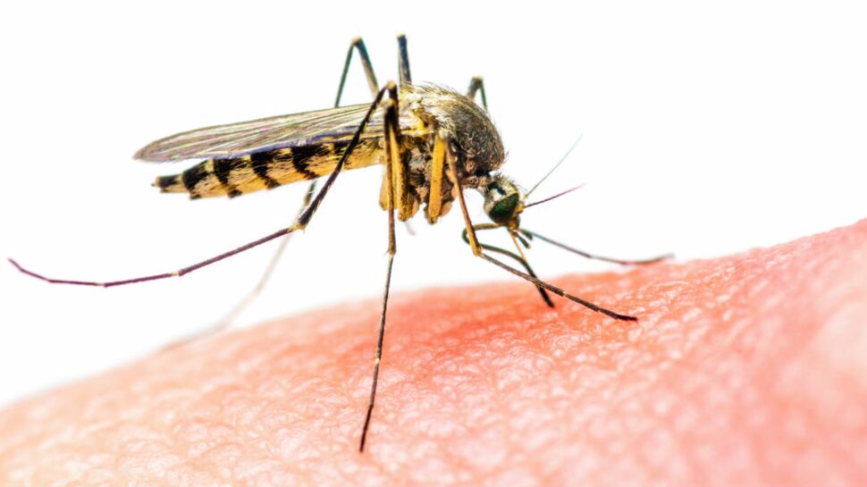 Zika : un tiers de la planète menacé