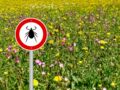 5 choses à savoir sur la maladie de Lyme