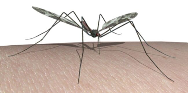 Le Chikungunya arrive en France
